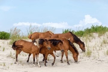 a brown horse standing next to a cow